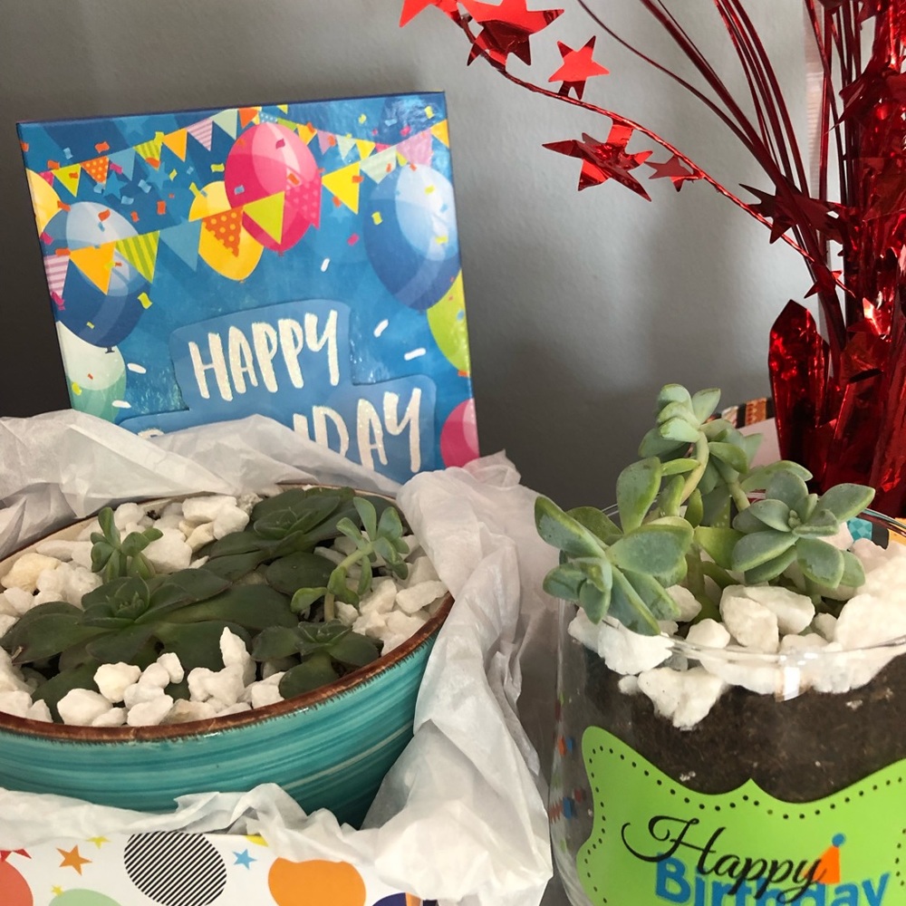 Succulents